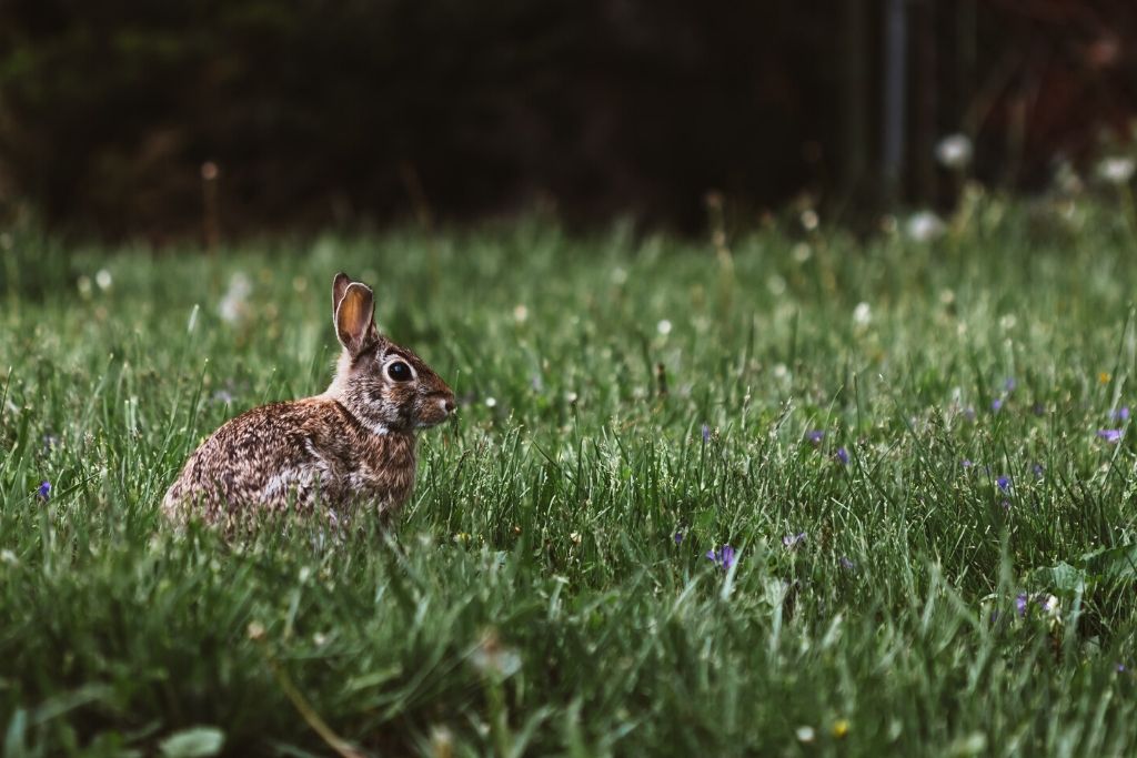 rabbit in the middle of the fields