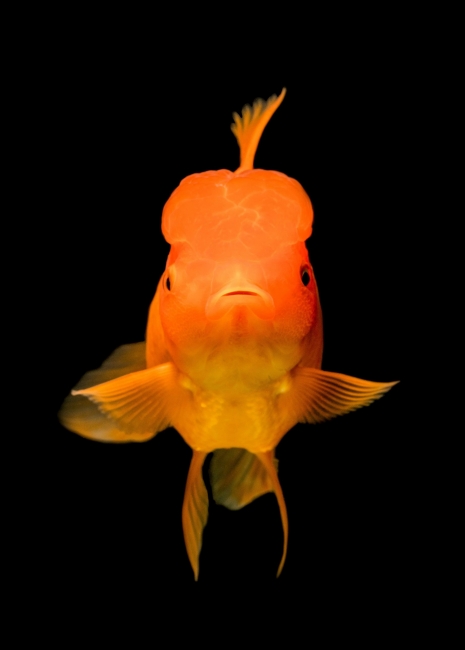 goldfish